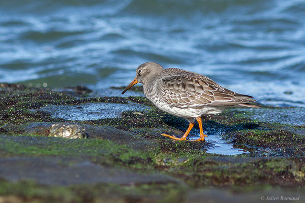 Bécasseau violet — Calidris maritima (Brünnich, 1764), (Tarnos (64), France, le 12/11/2022)
