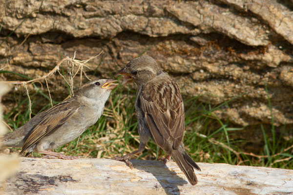 Moineau domestique — Passer domesticus (Linnaeus, 1758), (Anglet (64), France, le 10/08/2024)