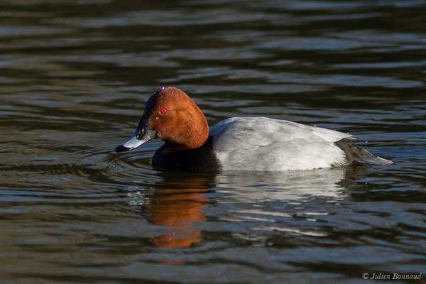 Fuligule milouin — Aythya ferina (Linnaeus, 1758), (mâle en plumage nuptial) (Parc écologique Plaiaundi, Irun, Espagne, le 20/12/2020)