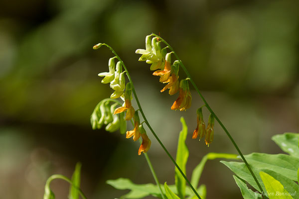 Gesse de l'Occident — Lathyrus ochraceus Kitt., 1844