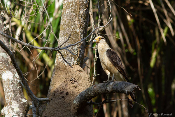 Caracara à tête jaune — Milvago chimachima (Vieillot, 1816), (adulte), (Iracoubo, Guyane, le 19/08/2016)