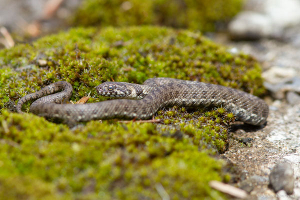 Couleuvre vipérine — Natrix maura (Linnaeus, 1758)