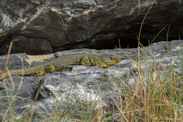 Lézard ocellé — Timon lepidus (Daudin, 1802), (mâle adulte) (Tarnos (64), France, le 13/03/2020)