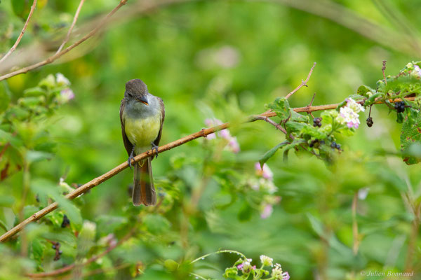 Tyran de Wied — Myiarchus tyrannulus (Statius Müller, 1776)