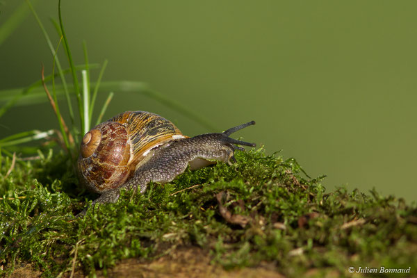 Petit-gris — Cornu aspersum (O.F. Müller, 1774)