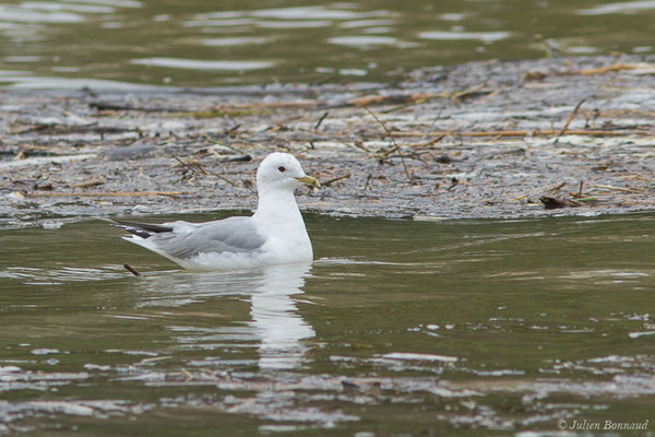 Goéland cendré — Larus canus Linnaeus, 1758, (Tarnos (64), France, le 12/03/2020)