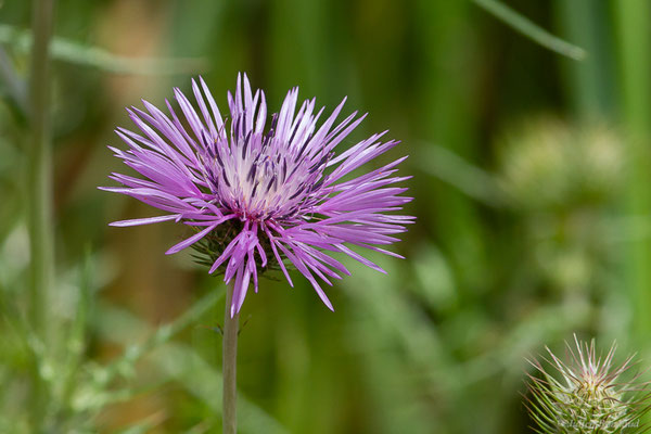 Galactitès tomenteux, Centaurée tomenteuse — Galactites tomentosus Moench, 1794, (Lac du Salagou, Clermont-l'Hérault (34), France, le 02/05/2025)
