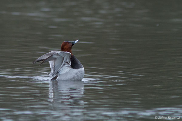 Fuligule milouin – Aythya ferina (Linnaeus, 1758), (mâle en plumage nuptial) (Saligue d'Artix (64), France, le 29/12/2018)