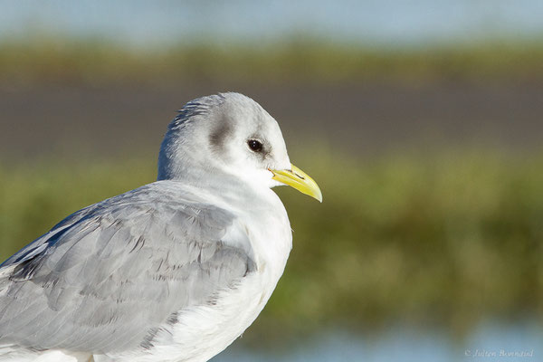 Mouette tridactyle — Rissa tridactyla (Linnaeus, 1758), (Guiche (64), France, le 10/12/2022)