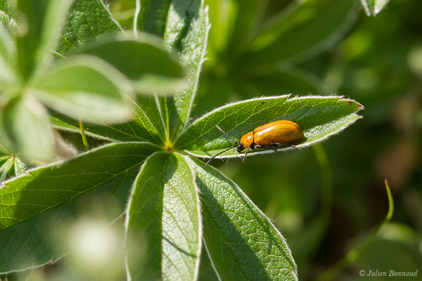 Lupérus portugais (Exosoma lusitanicum) (Station de ski de Gourette, Eaux Bonnes (65), France, le 29/07/2020)