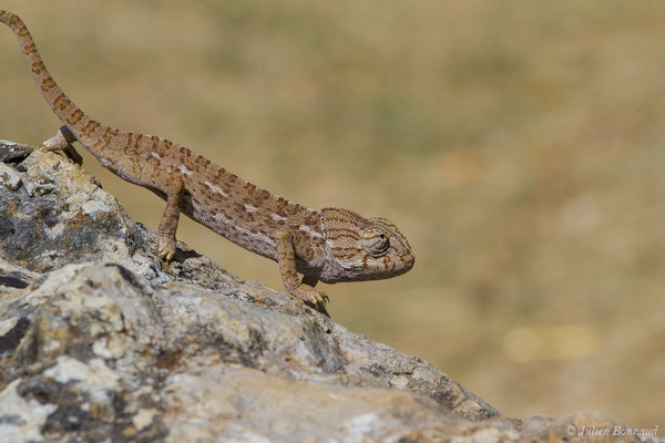 Caméléon commun — Chamaeleo chamaeleon (Linnaeus, 1758)