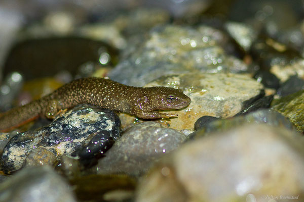 Calotriton des Pyrénées — Calotriton asper (Al. Dugès, 1852)
