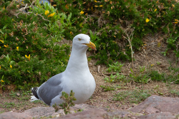Goéland argenté — Larus argentatus Pontoppidan, 1763