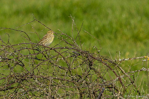 Serin cini — Serinus serinus (Linnaeus, 1766), (femelle adulte) (Réserve Naturelle des Marais de Séné (56), France, le 19/11/2017)