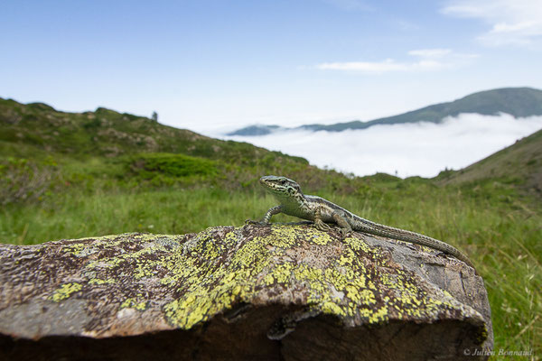 Lézard du Val d'Aran — Iberalacerta aranica (Arribas, 1993), (Lac d'Eychelle, Bethmal (09), le 09/07/2023)