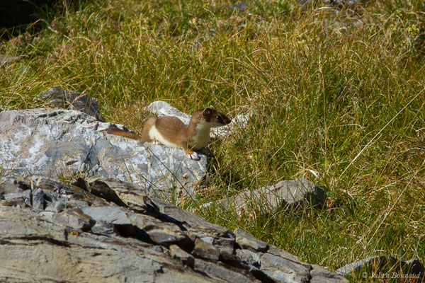 Hermine – Mustela erminea Linnaeus, 1758, (Lac d'Anglas, Gourette (64), France, le 30/09/2018)