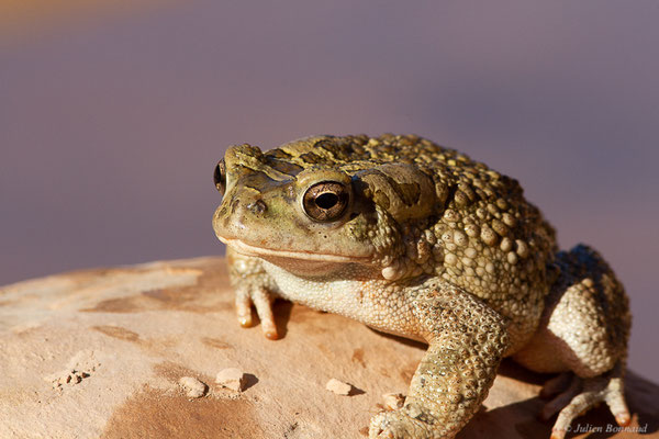 Crapaud berbère — Sclerophrys mauritanica (Schlegel, 1841), (Tafedna, (Marrakech-Tensift-Al Haouz), Maroc, le 25/01/2023)