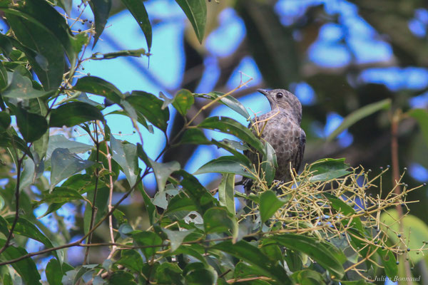 Cotinga de Cayenne — Cotinga cayana (Linnaeus, 1766)