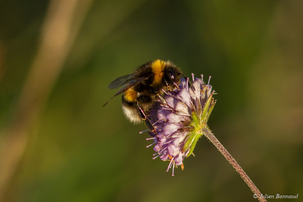 Bourdon terrestre — Bombus terrestris (Linnaeus, 1758), (Oroix (65), France, le 08/10/2017)