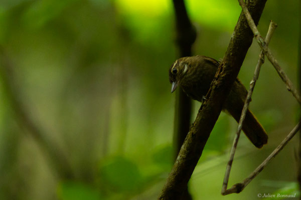 Sittine brune — Xenops minutus (Sparrman, 1788)