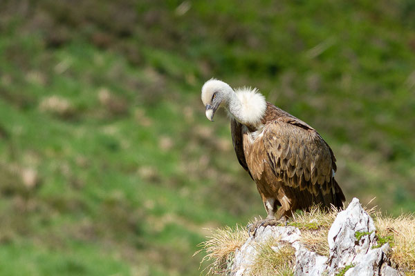 Vautour fauve — Gyps fulvus (Hablizl, 1783), (station de ski de Gourette, Eaux-Bonnes (64), France, le 27/05/2022)