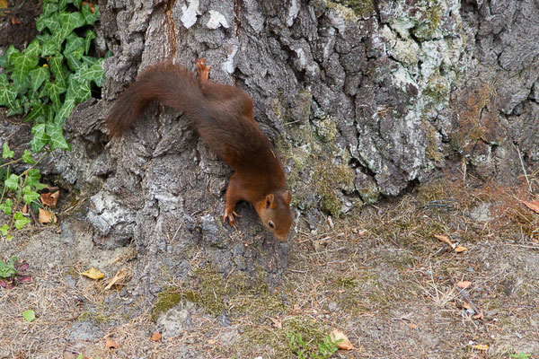 Écureuil roux — Sciurus vulgaris Linnaeus, 1758