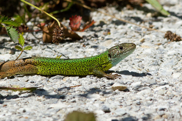 Lézards de Schreiber — Lacerta schreiberi Bedriaga, 1878