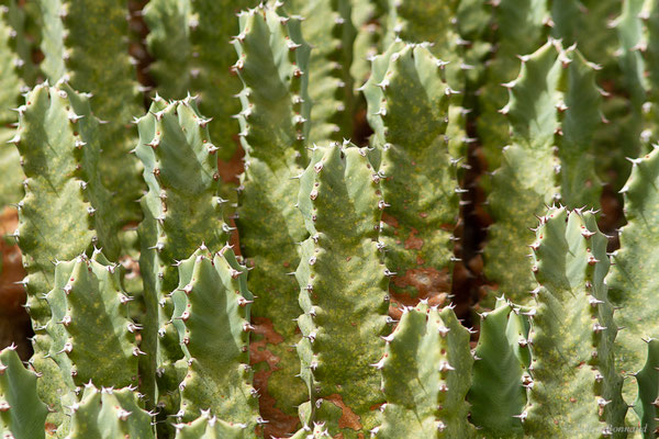 Euphorbe résinifère — Euphorbia resinifera O. Berg & C.F. Schmidt, 1863, (Ouzoud (Béni Mellal-Khénifra), Maroc, le 20/02/2023)