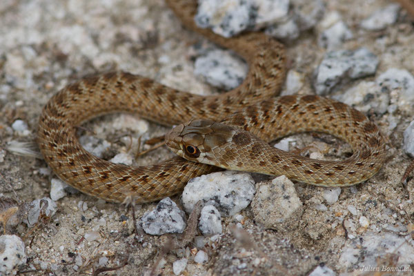 Couleuvre de Montpellier – Malpolon monspessulanus (Hermann, 1804), (juvénile) (Nossa Senhora da Tourega (Évora), (Algarve), Portugal, le 05/09/2018)