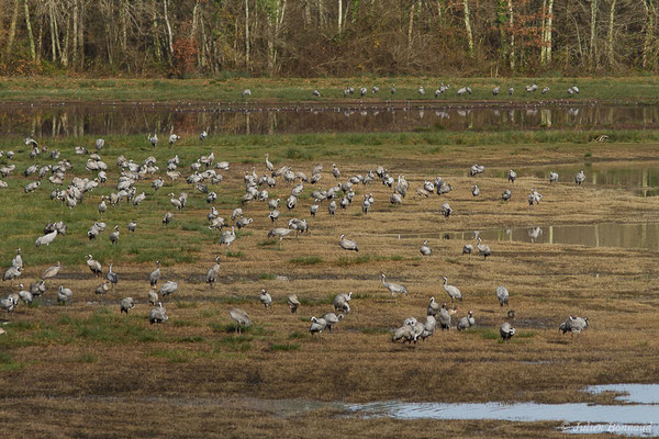 Grue cendrée – Grus grus (Linnaeus, 1758), (réserve des barthes de Saint-Martin-de-Seignanx (64), France, le 19/01/2019)