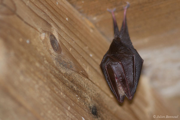 Petit rhinolophe – Rhinolophus hipposideros (Borkhausen, 1797), (Fort du Portalet, Etsaut (64), France, le 19/04/2021)