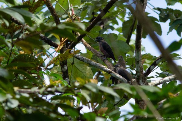 Pione violette — Pionus fuscus (Statius Müller, 1776), (Iracoubo, Guyane, le 12/07/2016)