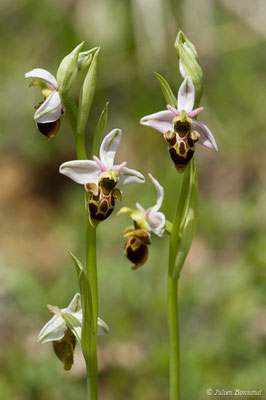 Ophrys bécasse — Ophrys scolopax Cav., 1793, (Pihourc, Saint-Godens (31), France, le 21/05/2018)