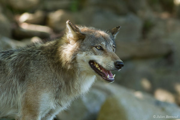 Loup gris — Canis lupus Linnaeus, 1758, (Parc animalier des Pyrénées, Argelès-Gazost (65), France, le 19/07/2020)