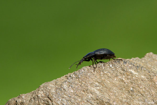 Silphe triste (Silpha tristis) (Eup (31), France, le 19/04/2018)