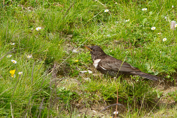 Merle à plastron — Turdus torquatus Linnaeus, 1758, (Station de ski de La Pierre Saint-Martin, Arette (64), France, le 06/07/2023)