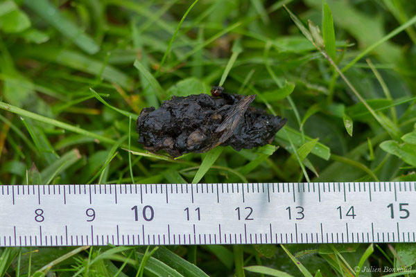 Hérisson d'Europe – Erinaceus europaeus Linnaeus, 1758, (Mendive (64), France, le 03/06/2021)