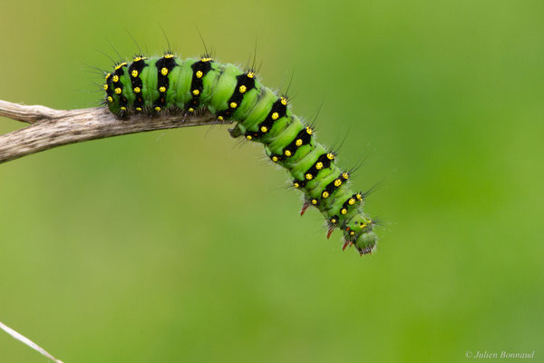 Petit Paon de Nuit — Saturnia pavonia (Linnaeus, 1758)