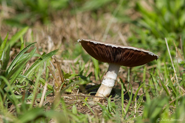 Rosé des prés ou Agaric champêtre ou Psalliote champêtre (Agaricus campestris) (Buzy (64), France, le 30/09/2020)