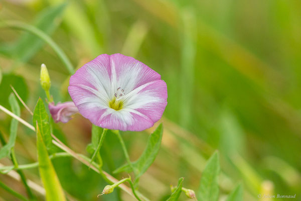 Liseron des champs — Convolvulus arvensis L., 1753