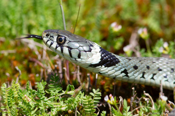 Couleuvre helvétique — Natrix helvetica (Lacepède, 1789)