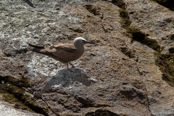 Noddi brun — Anous stolidus (Linnaeus, 1758)