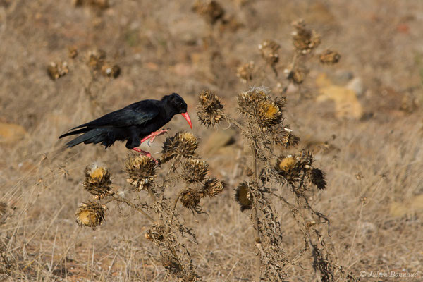 Crave à bec rouge — Pyrrhocorax pyrrhocorax (Linnaeus, 1758), (Sagres (Vila do Bispo), (Algarve), Portugal, le 31/08/2018)
