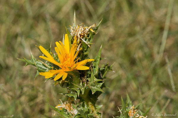 Scolyme d'Espagne ou Chardon d'Espagne — Scolymus hispanicus L., 1753, (Belvédère-Campomoro (2A), France, le 08/09/2019)