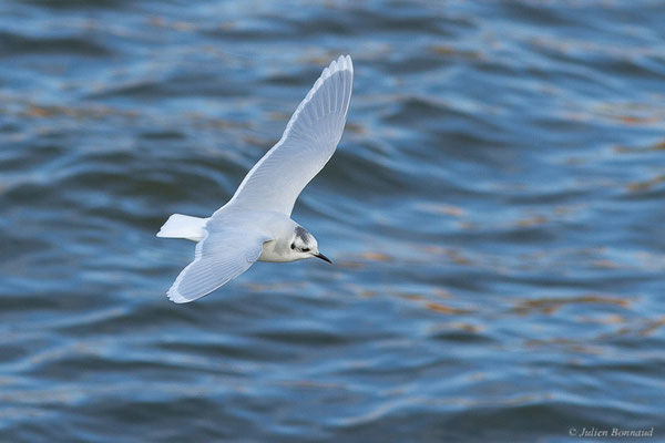 Mouette pygmée — Hydrocoloeus minutus (Pallas, 1776), (Capbreton (40), France, le 02/12/2022)