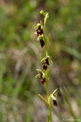 Ophrys mouche – Ophrys insectifera L., 1753, (Pihourc, Saint-Godens (31), France, le 21/05/2018)