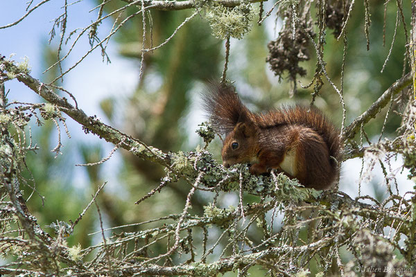 Écureuil roux — Sciurus vulgaris Linnaeus, 1758