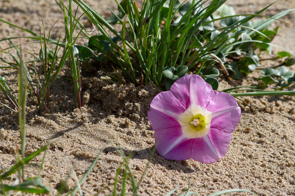 Liseron des dunes — Convolvulus soldanella L., 1753, (Bayonne (64), France, le 13/05/2025)