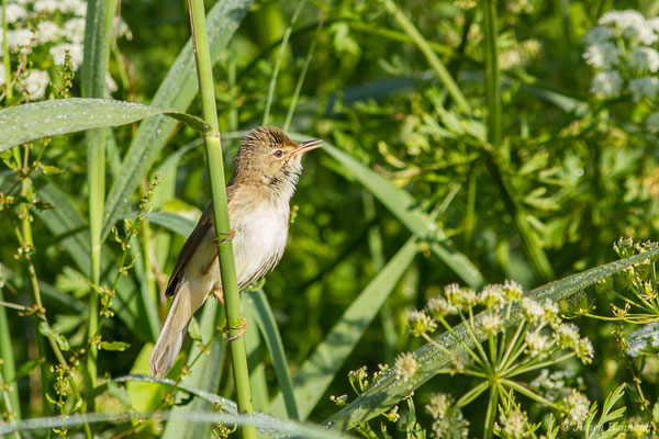 Rousserolle effarvatte — Acrocephalus scirpaceus (Hermann, 1804), (Urt (64), France, le 19/05/2020)