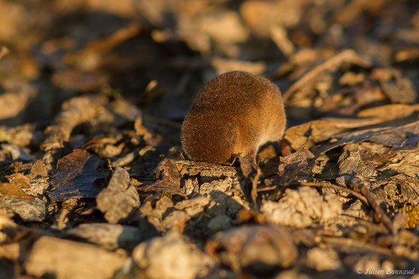 Musaraigne pygmée — Sorex minutus Linnaeus, 1766